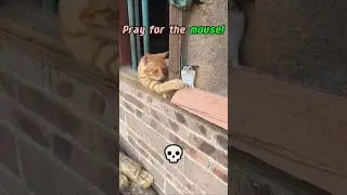 Cats vs Animals 🤣 😾