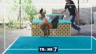 DUNIA BINATANG - AYAM AYAM HIAS UNIK (24/8/16) 3-1
