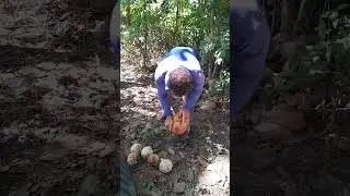 como descascar  coco com a enxada na fazenda 🚜 #tutorial