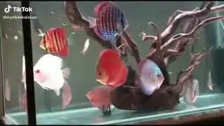 #discusfishtank #七彩神仙魚 #fisher #fishy #fishtank #fisheye #fisherman #fishermen #七彩神仙鱼  #fishtoks
