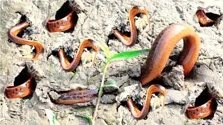Eel Fish Catching New Unique Style || eel Fish Catching in Mud.
