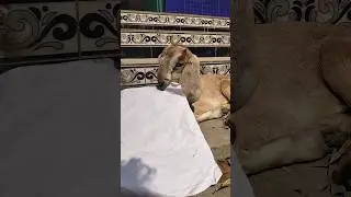 baby goat eating paper #animals #shorts #youtubeshorts #pets #goat #viral