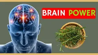 How This Aromatic Herb Boosts Memory and Cognitive Function