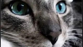 Controlling the feral cat population in Clark County