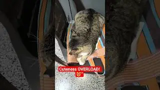 Adorable Tabby Cat with White Paws |Cute & Funny Cat Moments #shorts #catsdesireealba #cute 🐾