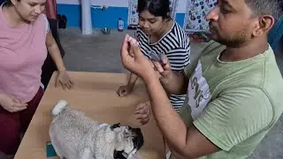 Pug rabies vaccine at home 💉🏠 | dog vaccination | Vaccine For Dogs | What Rabies actually looks like