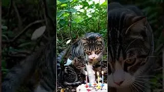 Owner&rsquo;s Tears Fall as Amputee Cat Celebrates Birthday in Pain 🎂😭❤️&rdquo; #shortvideo #cat #animalbirthday