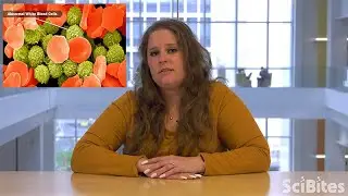 NIH SciBites: Protecting Transplant Patients From Cellular Assault