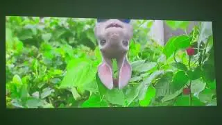 Peter rabbit 2018 parte 1