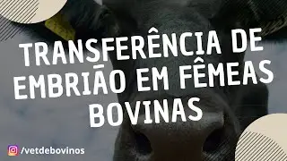 Transferência de Embrião em Fêmeas Bovinas #045