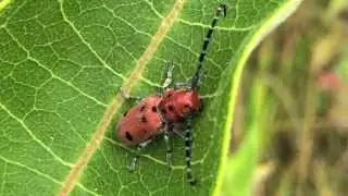 Red Milkweed Beetle, August 16, 2014