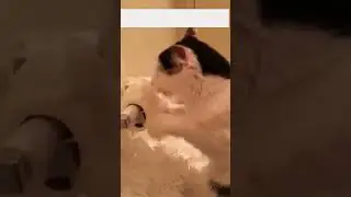 This Cat's Dedication to Chaos Will SHOCK You!