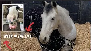 WEEK IN THE LIFE AT AN EQUESTRIAN COLLEGE!!! || hazelgrove schleich