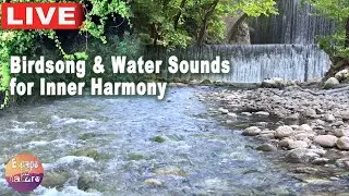 🔴 Nature's Lullaby - Birdsong & Water Sounds for Inner Harmony - Quiet the Mind and the Soul