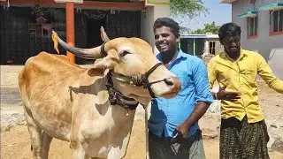 super siz desiya bulls // +91 63602 62681// Karnataka bulls sukmani