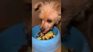 &hearts;️ Donation link on channel page.. Enlace de donaci&oacute;n en la p&aacute;gina del canal