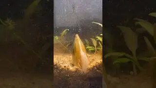 How does a mussel move