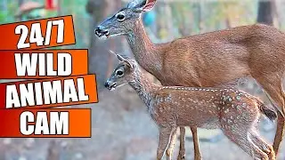 4K Live Animal Cam 🦌 [Deer, Raccoons, Turkeys, Squirrels]