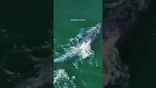 These Whales Go Surfing in Mexico! #terramatters #whale #surf