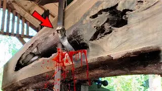 Трагическая смерть! Жестокое, полное ужаса нападение на лесопилке дьявола на лесопилке.