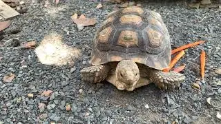 Watch Fat Turtle Eat Carrots 🥕🐢 | You Won't Believe How Calm This Turtle Eats
