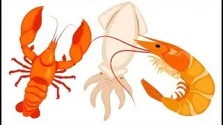 LEARN COLOR SEA ANIMALS SHRIMP SQUID 1