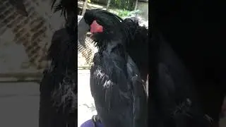 Central Park Zoo & Resort ( Speaking for Genera Communication Final Test )