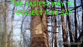 Pine Sap (The easiest way to collect)