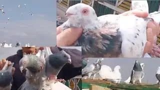 فضلت مستنيه لحد ما مسكته... والغلطه بجون..مع ...اوطة امبابة