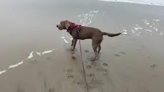 Satin Diary #2 - Silver Lab