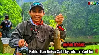 Berkah Ramadhan‼️ Spot Biasa Ngonten Ikan Gabus Babon Disini Gak Ada Habisnya ‼️💥😱🤩