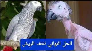 الحل النهائي لمشكلة نتف الريش عند الببغاوات#موسوعة_الببغاء#نتف_الريش