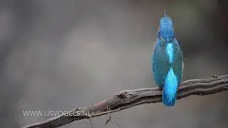 IJsvogel geluid - Kingfisher sound