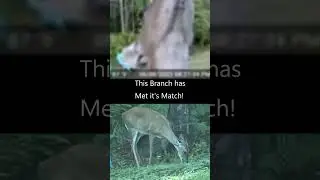 Adorable Deer Caught on Camera