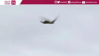Robot falcon puts the frighteners on nuisance birds
