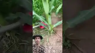 Mata Matun Pembersih Gulma Alat Potong Rumput