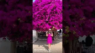 Lisbon Turns PINK and Purple | Picture Perfect session is on #shorts