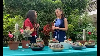 Aprenda a hacer arreglos con cactus y suculentas