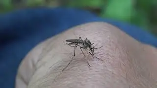 FEEDING GIANT (XXL) PET MOSQUITO!! (Elonmosquito)