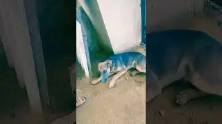 #shorts #shortvideo #short #dog #doghandshake #dogtraining #dogreaction #dogmasti  #mcq #dogshorts