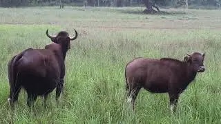 Kanha National Park | Mukki Gate | Core Zone | Tiger Reserve | Tiger, Deers, Sambhar, Bison|