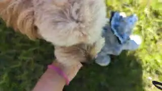 Fetching, what used to be an elephant stuffie. #quinn #pupper #doggodiaries