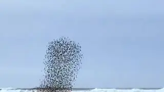 A flock of birds perform a dazzling show on a beach.