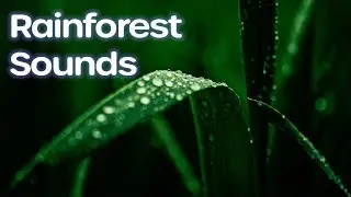 Soothing Rainforest Sounds | Ambient Music | Relaxing Electronica