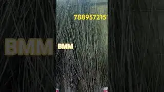 BMM TRADERS #orchardmanagement  078895 72151    #Anna #hrmn99  verites of  apple for Hot Climate.