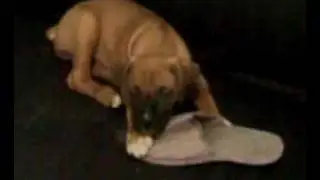 Mi perro Snoop