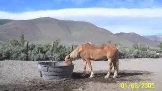Horse Drive 2011