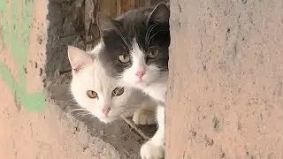 Cats want food on a cold day