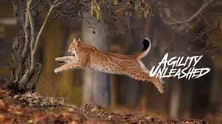 The Extreme Agility of the Eurasian Lynx