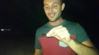 Quanto (non) sono buone le cavallette fritte